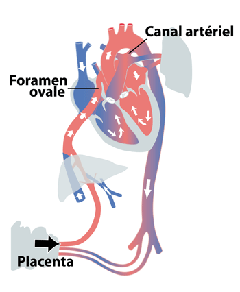 Cardiologie Des Enfants Coeur Normal Anatomie Et Fonction Circulation Du Sang Cliniques Universitaires Saint Luc
